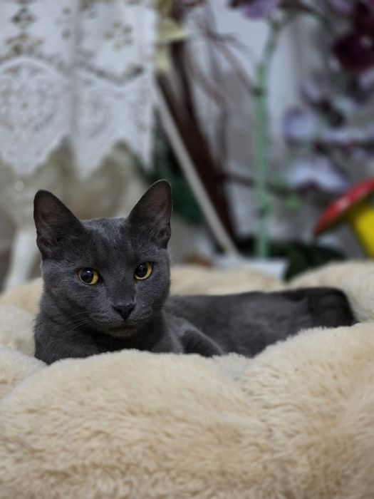 Căutăm un cămin iubitor pentru adorabila pisicuța.
