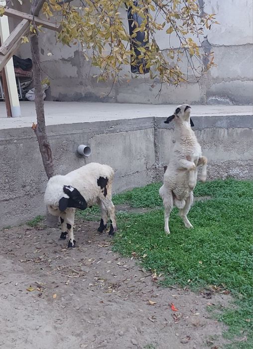 Эгизак кучкорлар сотилади
