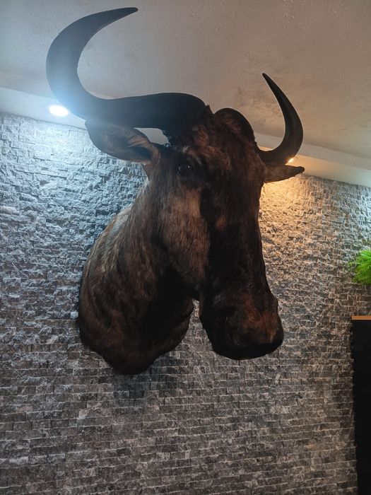 Антилопа Гну  трофеи