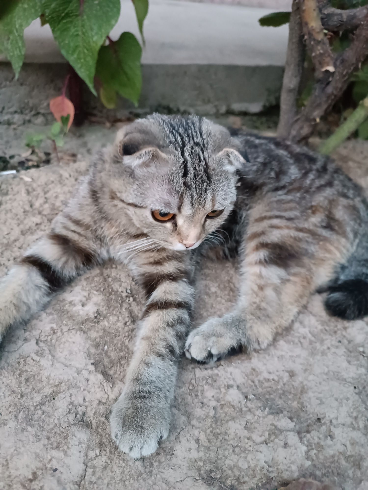 Scottish fold zotli mushuk. Кошки