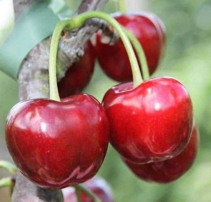 Pomi fructiferi direct de la producător