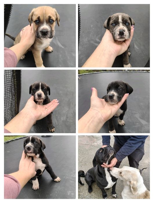 Donez căței metis 6 săptămâni , deparazitați