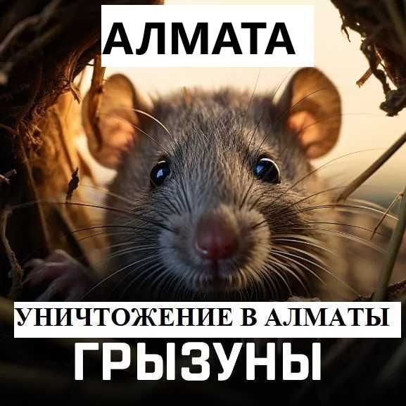 Дезинсекция мышей, крыс , таракан ,блох , обработка сэс дезинфекция №1