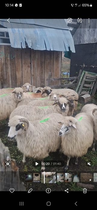 Schimb oi pe o vaci sau juninci a fata