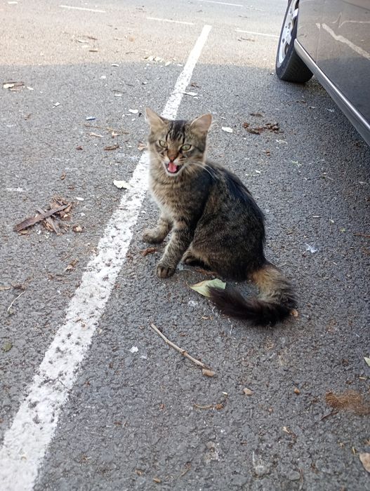 Pisicuți spre adopție