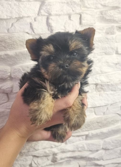 Йоркширски Териер МИНИ