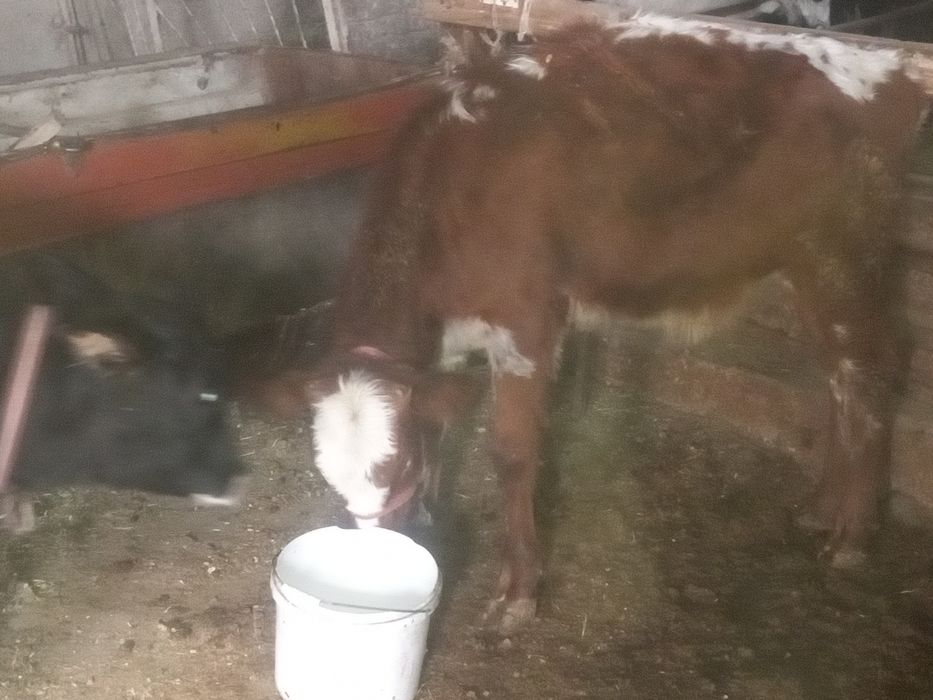 2ta mesni xonagi gunojinla sotiladi