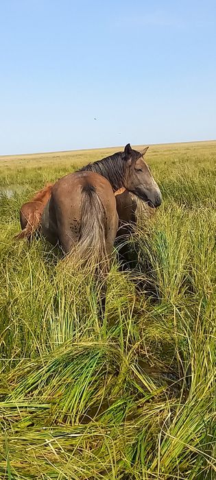Продам кобыла 5 лет