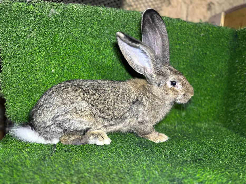 Velikan quyon sotiladi