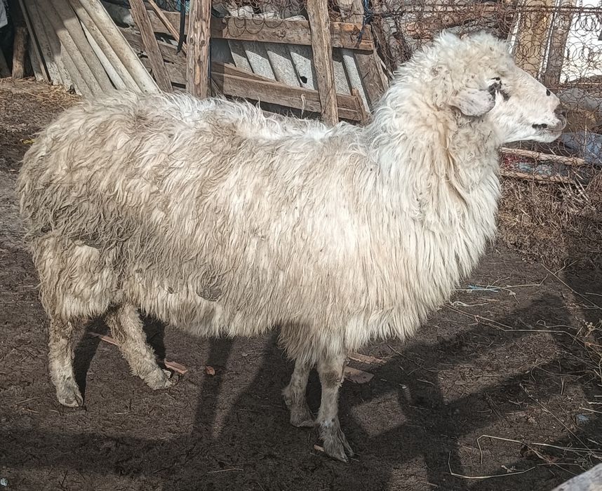 Vând oie de tăiat 3 ani