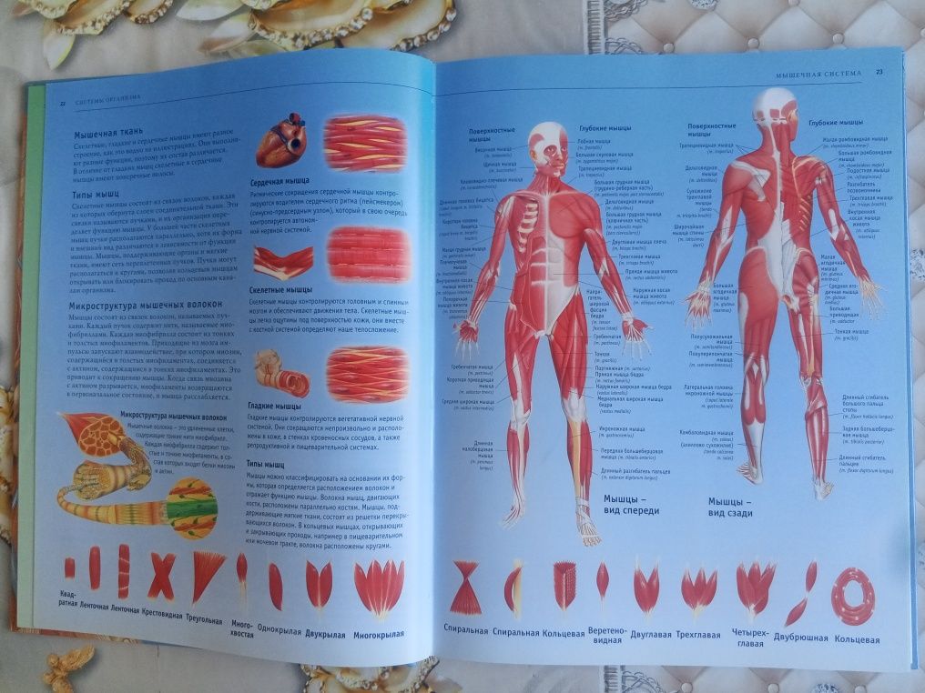 Odam anatomiyasi Atlas Sotiladi