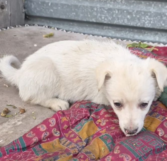 Щеночки звоночки мальчики и девочки  1 месяц