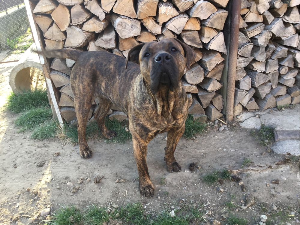 Vind femela presa canario