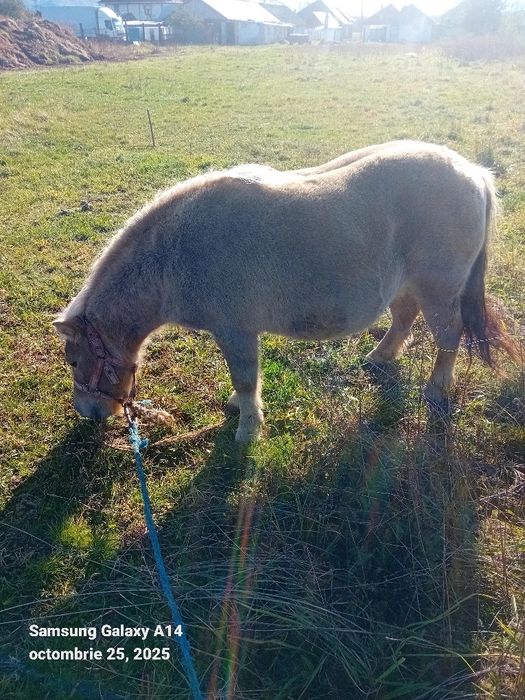 Cal de vanzare Nalatvad Ion Batalan