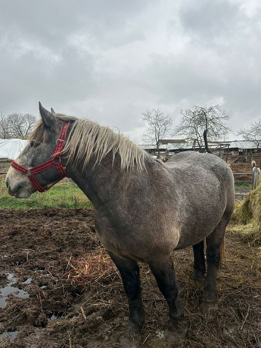 Vand sau schimb cu iapa