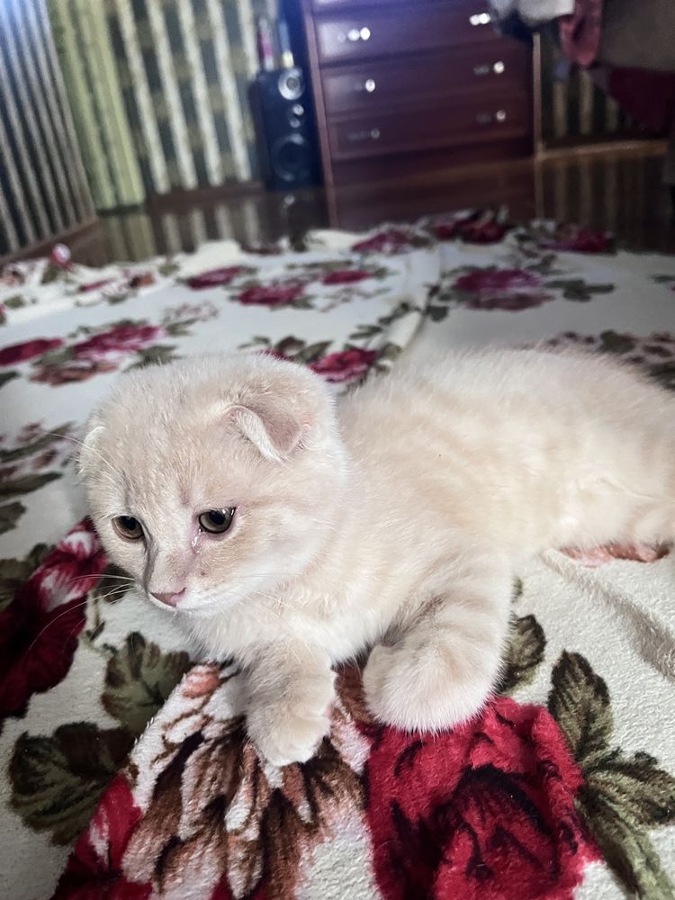 Вислойхий скотишь котенок