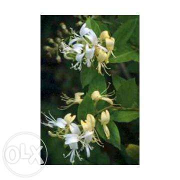 Lonicera ( Mana Maicii Domnului )