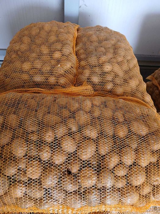 Cartofi de samanta Riviera+Carera