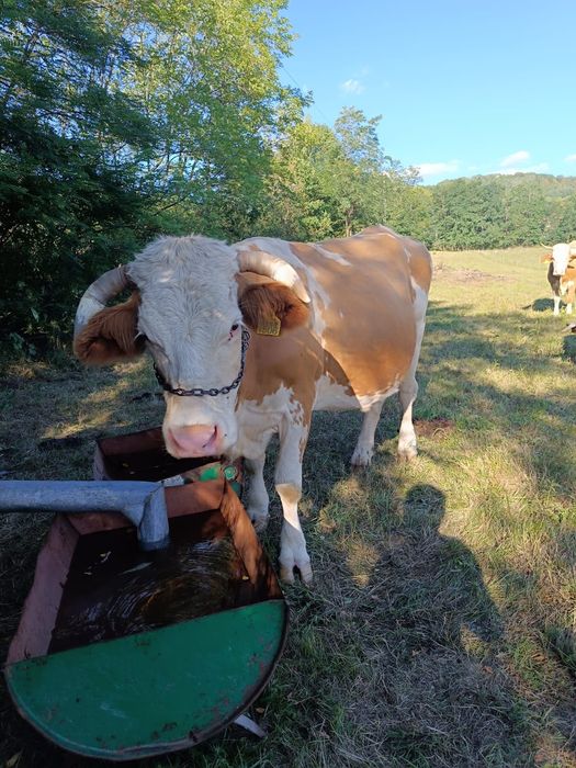 Vacă bălțată românească