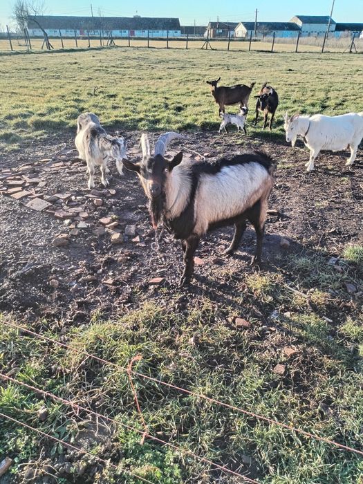 Vând țap alpin francez pur