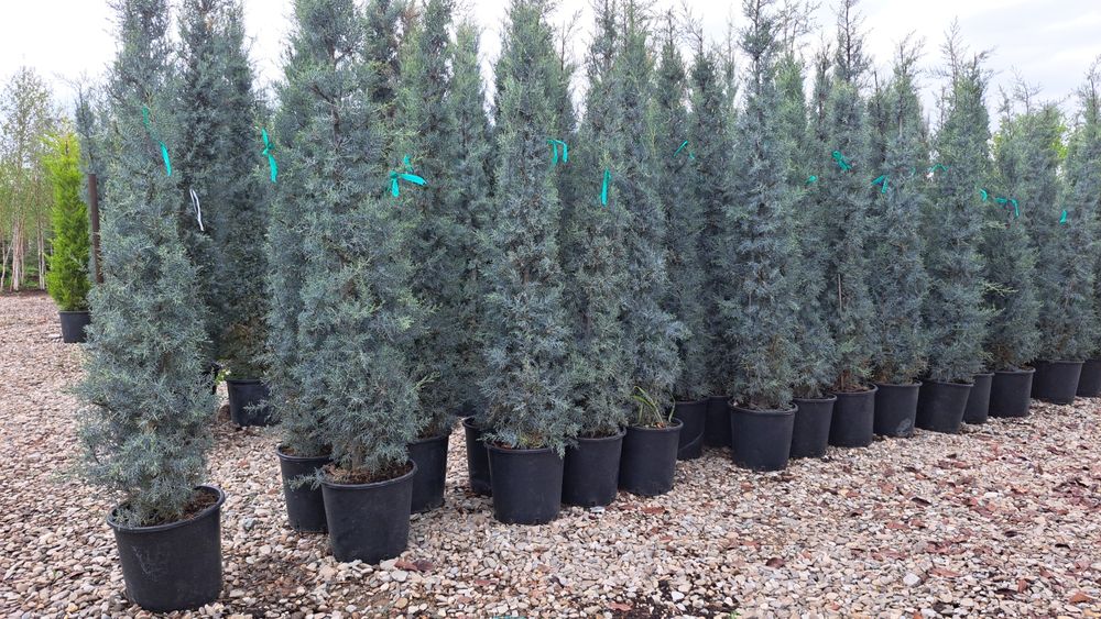 Leilandi chiparos arginti verzi spirale