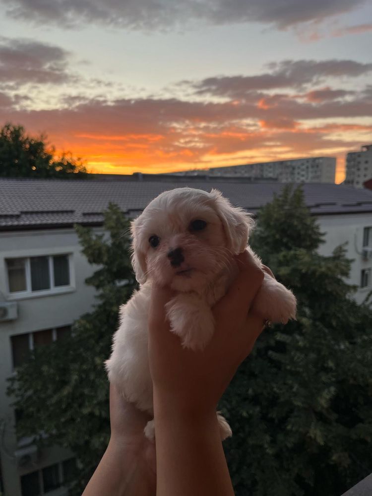 Bichon maltez rasa pura