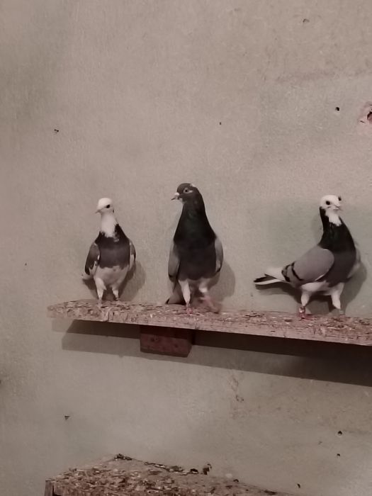 Продавам английски Типлери 11 броя