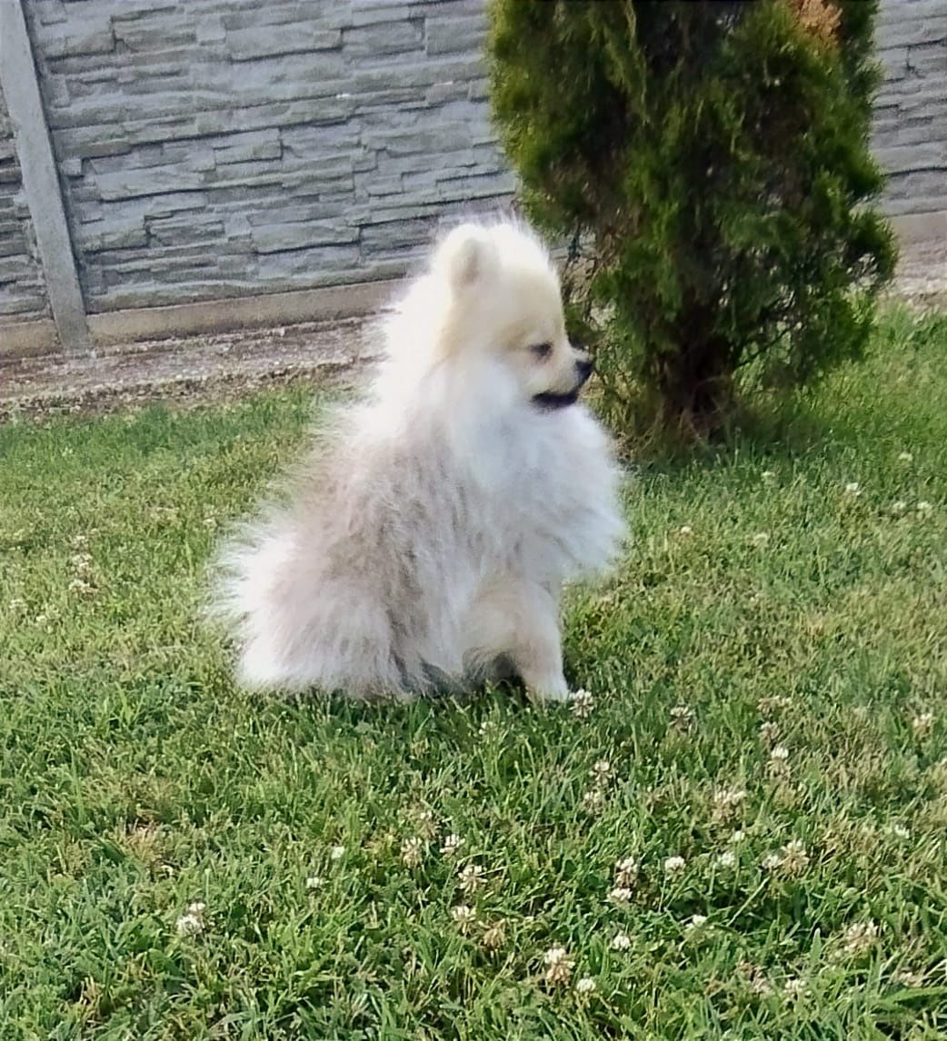 Pomeranian ( Spitz pitic )