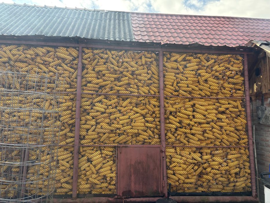 Porumb recolta anul 2025