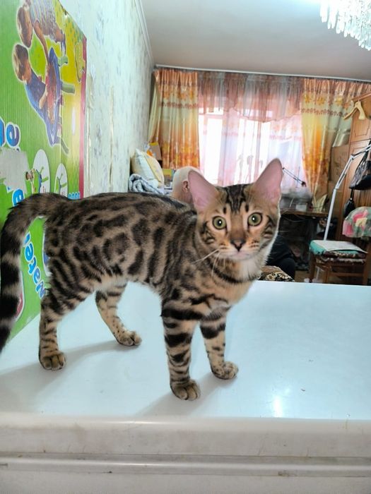 Бенгальские котик
