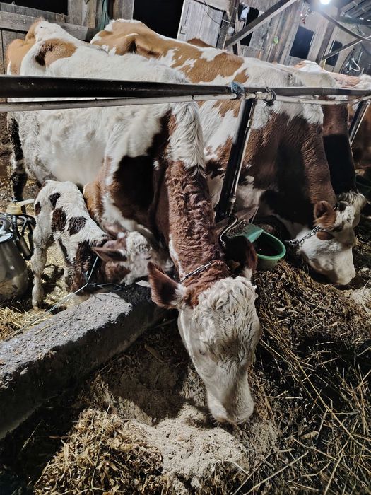 Vaca cu vițea bălțate