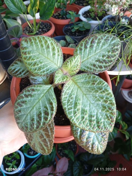 Продам растения цветы