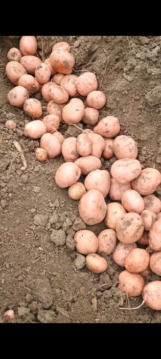 Cartofi pentru furaj