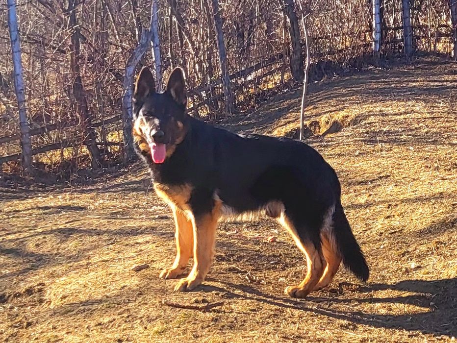 Ciobanesc german linie de lucru