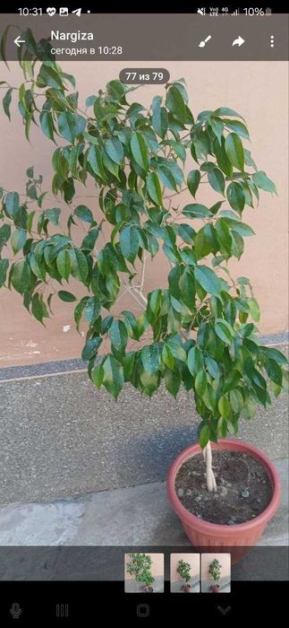 Фикус бенжамина 130см