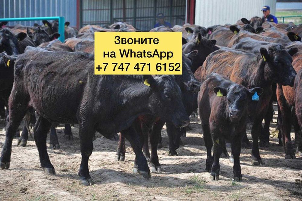 Телята бычки на продажу породисние