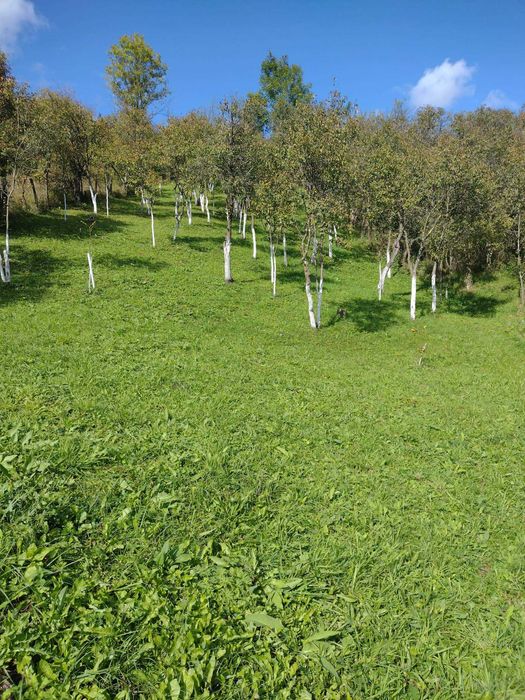 Casa traditionala cu livada superba Iara jud Cluj