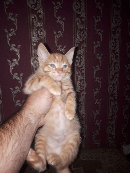 Котята Кошечки Котики