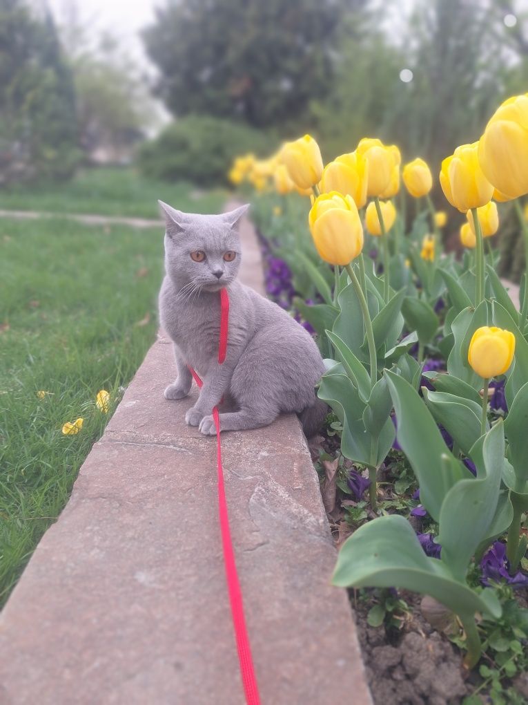 Pisicuță British Shorthair Blue