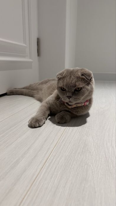 Скотиш вислоухая кошка самка