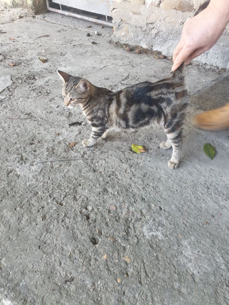 Подарявам женско коте