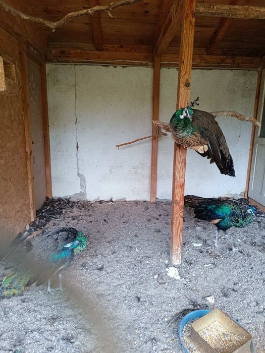 Зелени пауни 3 бр.