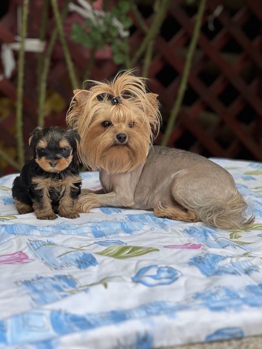 Yorkshire terrier mini toy