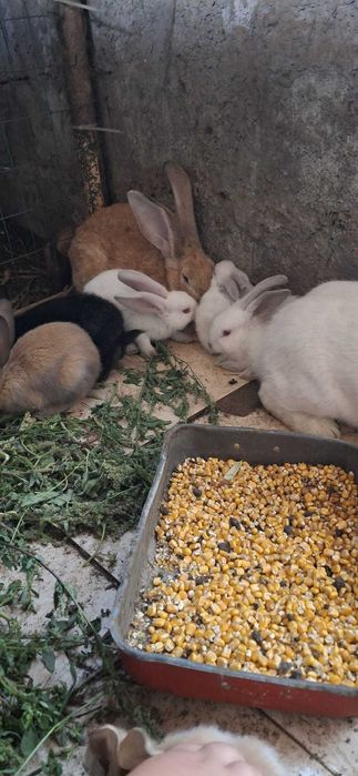 Iepuri de casă Galați