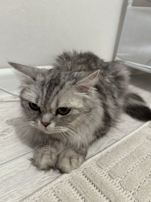 Отдам даром кошку шотландца