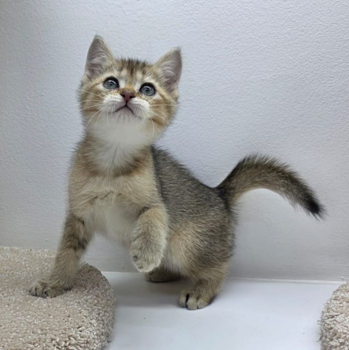 Британские девули