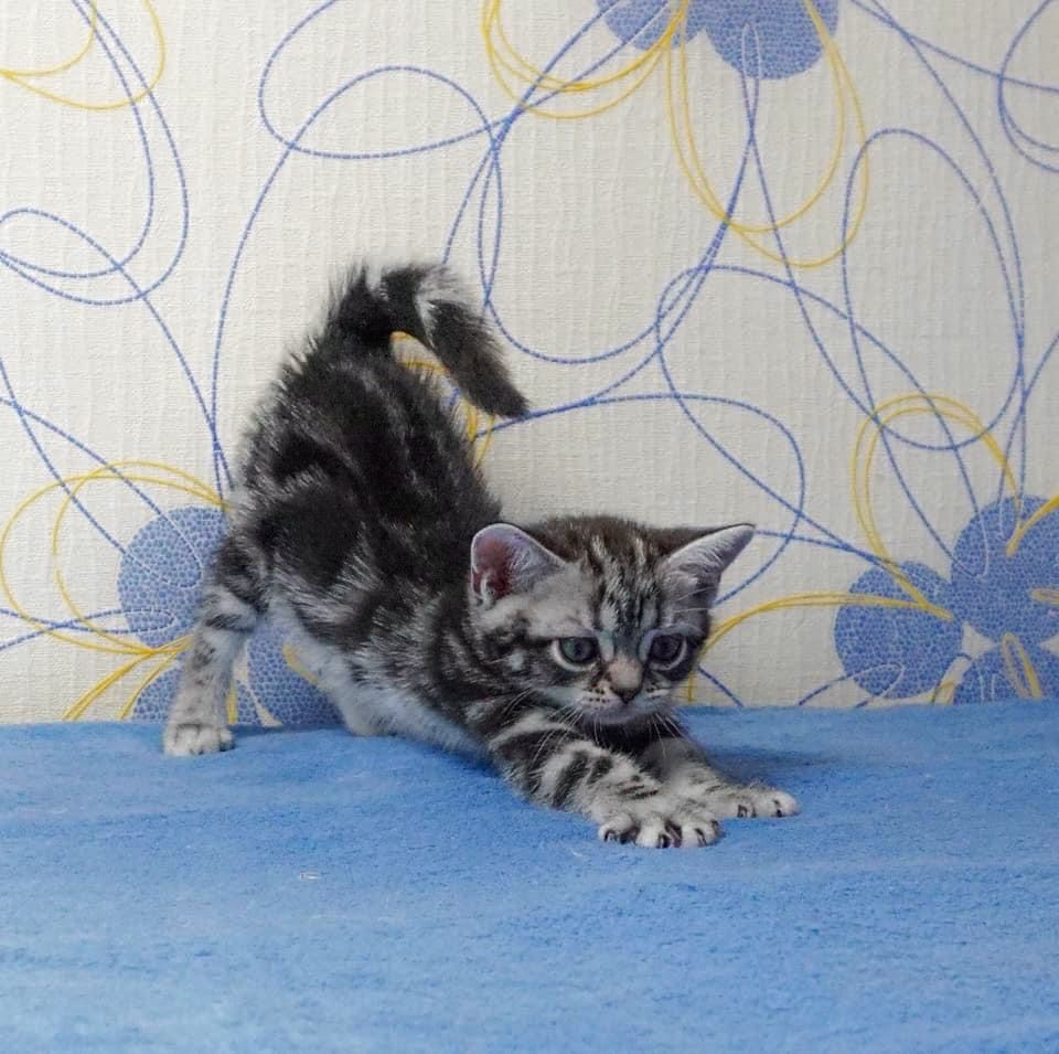 American shorthair din parinti campioni