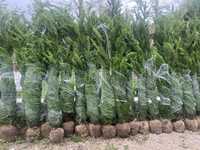 Tuia Smaragd Buxus Bambus Leilandy Maslin Secular Oriunde in tara!