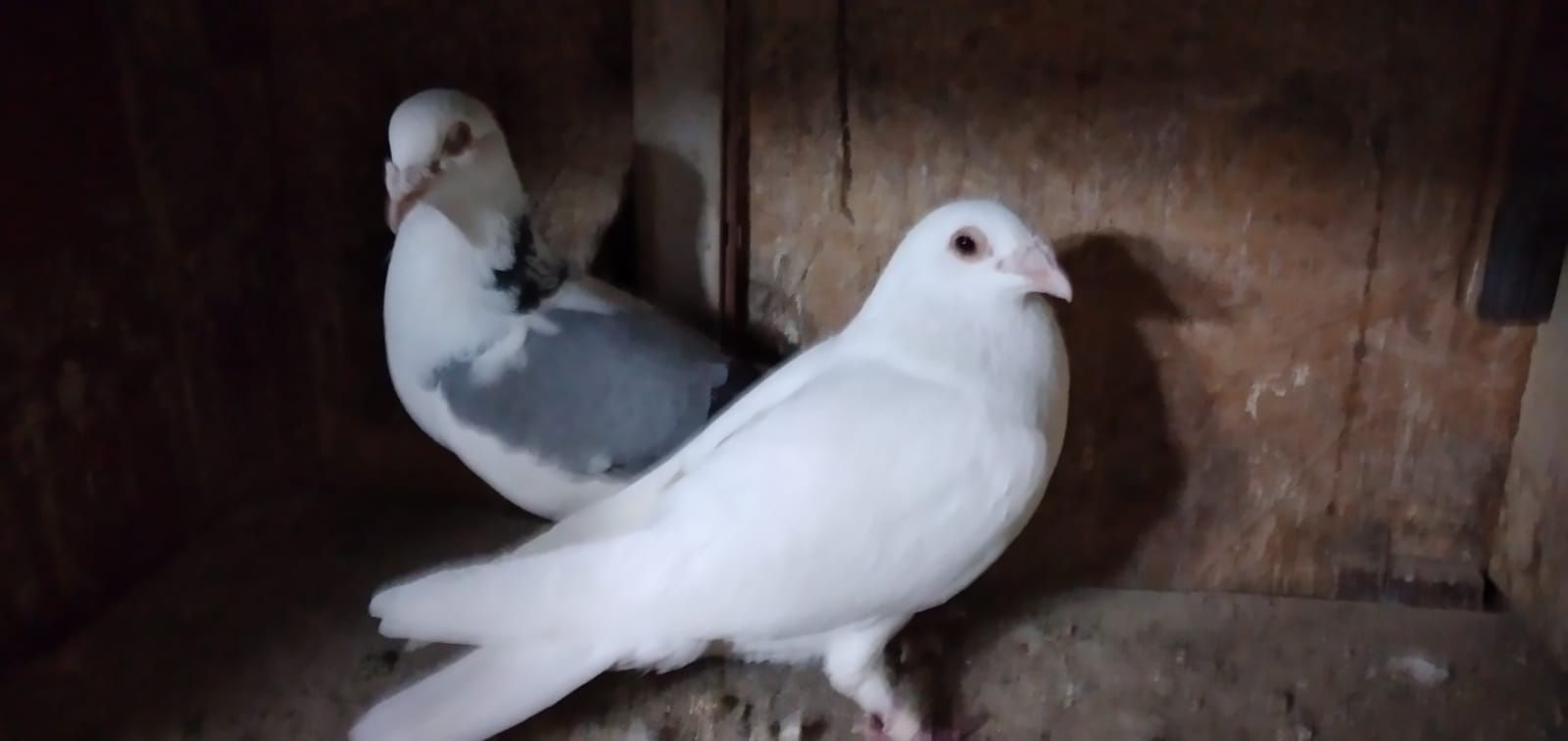 Porumbei albi voiajori