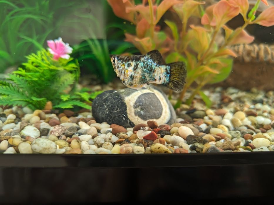 Рыбка Молли баллон